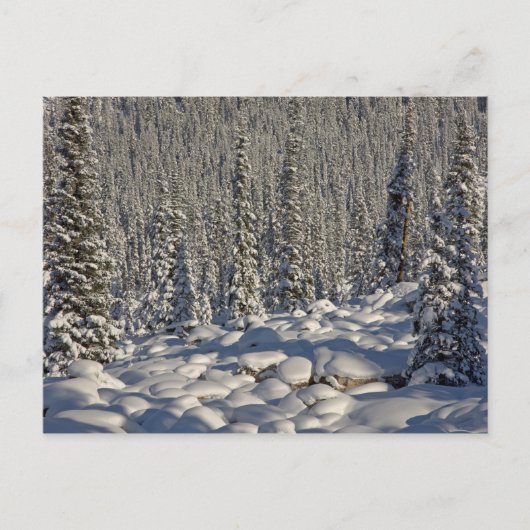 Canada, Alberta, Jasper National Park. Briefkaart (Voorkant)