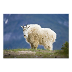 Canada, Alberta, Jasper National Park Foto Afdruk