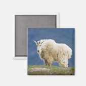 Canada, Alberta, Jasper National Park Magneet (Voorkant / Achterkant)