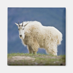 Canada, Alberta, Jasper National Park Magneet