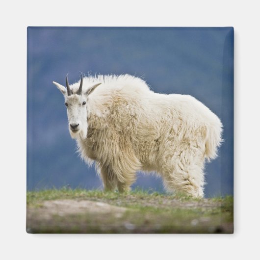 Canada, Alberta, Jasper National Park Magneet (Voorkant)