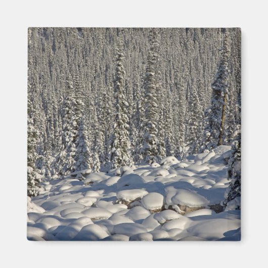 Canada, Alberta, Jasper National Park. Magneet (Voorkant)