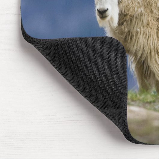 Canada, Alberta, Jasper National Park Muismat (Hoek)