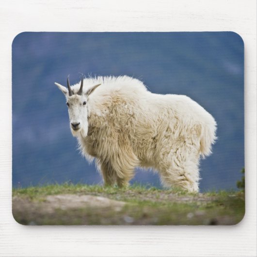 Canada, Alberta, Jasper National Park Muismat (Voorkant)