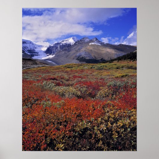 Canada, Alberta, Nationaal park Banff. Blauwe bosb Poster (Voorkant)