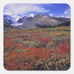 Canada, Alberta, Nationaal park Banff. Blauwe bosb Vierkante Sticker
