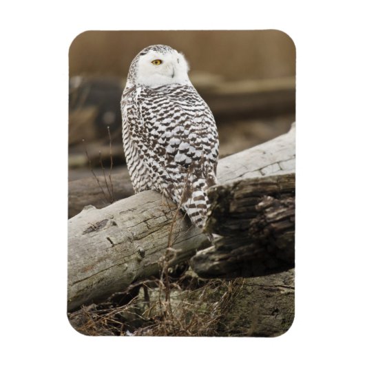 Canada, Boundary Bay, Sneeuwuil Magneet (Verticaal)