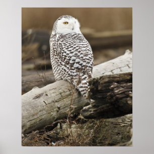 Canada, Boundary Bay, Sneeuwuil Poster