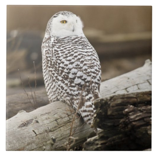 Canada, Boundary Bay, Sneeuwuil Tegeltje (Voorkant)