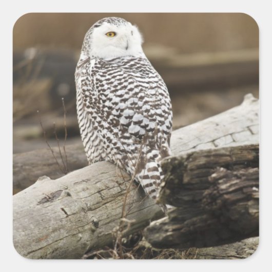Canada, Boundary Bay, Sneeuwuil Vierkante Sticker (Voorkant)