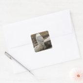 Canada, Boundary Bay, Sneeuwuil Vierkante Sticker (Envelop)