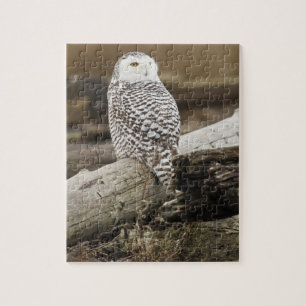 Canada, Boundary Bay, Snowy Owl Legpuzzel