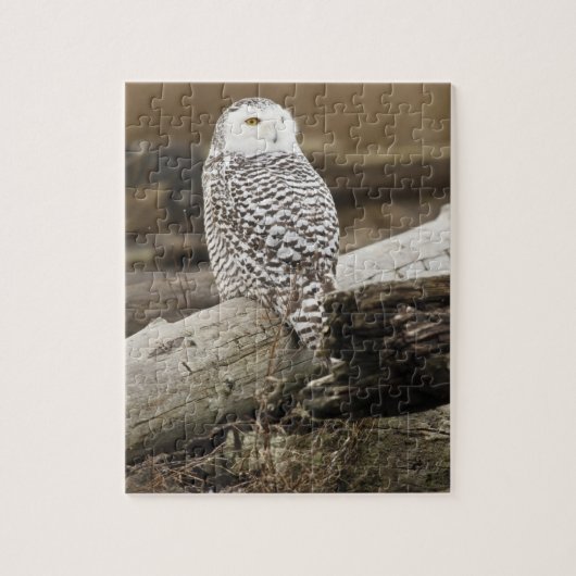 Canada, Boundary Bay, Snowy Owl Legpuzzel (Verticaal)