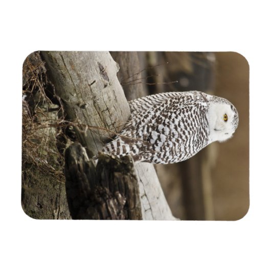 Canada, Boundary Bay, Snowy Owl Magneet (Horizontaal)