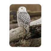 Canada, Boundary Bay, Snowy Owl Magneet (Verticaal)