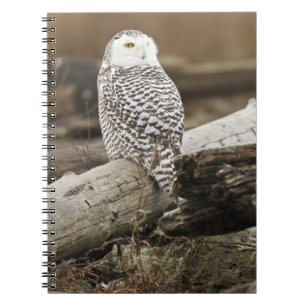Canada, Boundary Bay, Snowy Owl Notitieboek