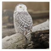 Canada, Boundary Bay, Snowy Owl Tegeltje (Voorkant)