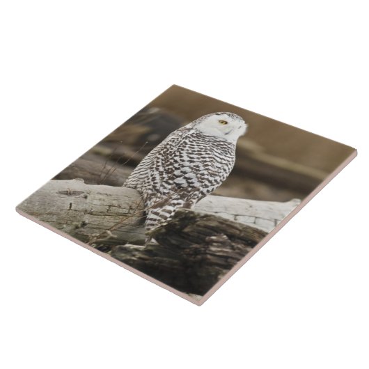 Canada, Boundary Bay, Snowy Owl Tegeltje (Zijkant)