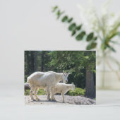 Canada - briefkaart van gebergte (Staand voorkant)