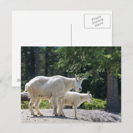 Canada - briefkaart van gebergte (Voorkant / Achterkant)