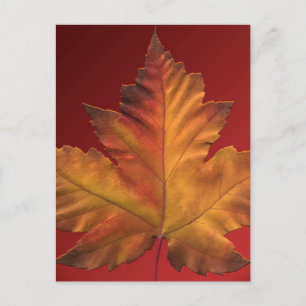 Canada Briefkaarten Custom Canada Souvenir Briefka