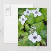 Canada, British Columbia. Dwarf Dogwood Briefkaart (Voorkant / Achterkant)