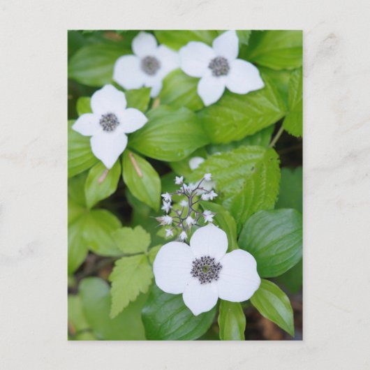 Canada, British Columbia. Dwarf Dogwood Briefkaart (Voorkant)