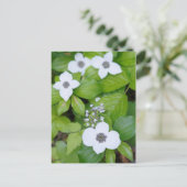 Canada, British Columbia. Dwarf Dogwood Briefkaart (Staand voorkant)