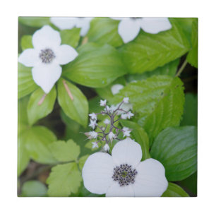 Canada, British Columbia. Dwarf Dogwood Tegeltje