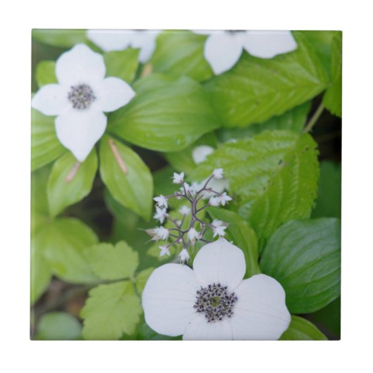 Canada, British Columbia. Dwarf Dogwood Tegeltje (Voorkant)