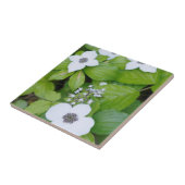 Canada, British Columbia. Dwarf Dogwood Tegeltje (Zijkant)