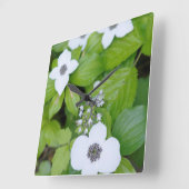 Canada, British Columbia. Dwarf Dogwood Vierkante Klok (Hoek)