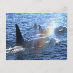 Canada, British Columbia, Johnstone Straight, Briefkaart