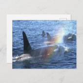 Canada, British Columbia, Johnstone Straight, Briefkaart (Voorkant / Achterkant)