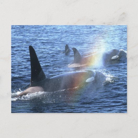 Canada, British Columbia, Johnstone Straight, Briefkaart (Voorkant)