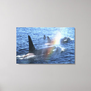 Canada, British Columbia, Johnstone Straight, Canvas Afdruk