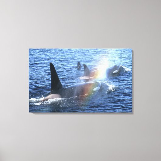 Canada, British Columbia, Johnstone Straight, Canvas Afdruk (Voorkant)