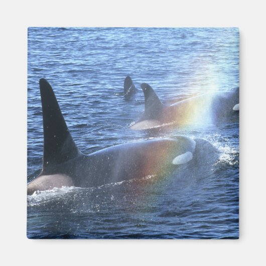 Canada, British Columbia, Johnstone Straight, Magneet (Voorkant)