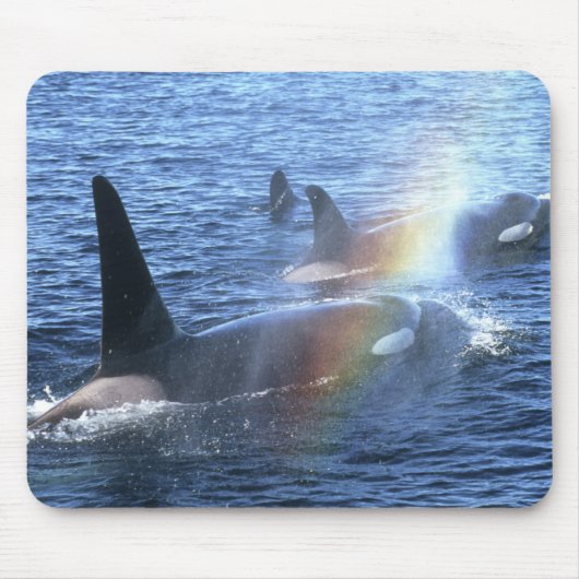 Canada, British Columbia, Johnstone Straight, Muismat (Voorkant)