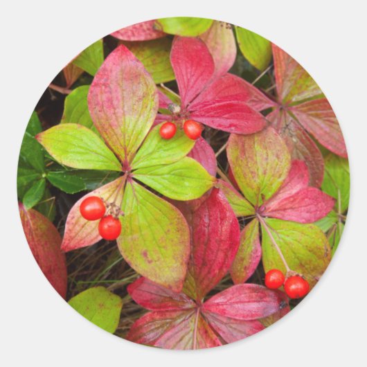 Canada, British Columbia, Mount Robson Ronde Sticker (Voorkant)