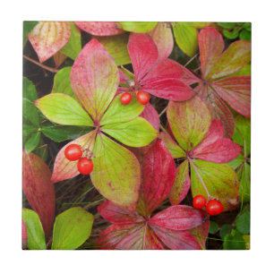 Canada, British Columbia, Mount Robson Tegeltje