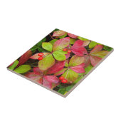 Canada, British Columbia, Mount Robson Tegeltje (Zijkant)