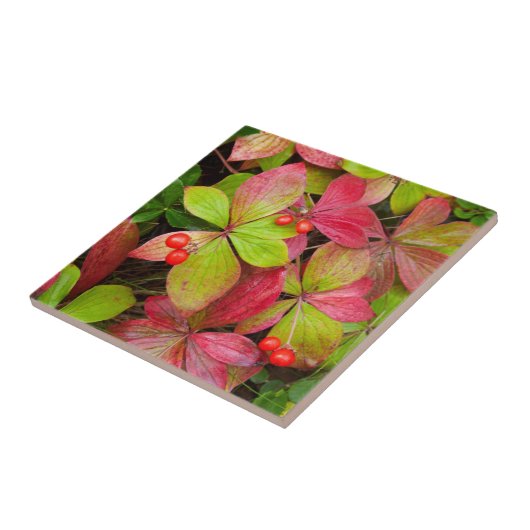 Canada, British Columbia, Mount Robson Tegeltje (Zijkant)