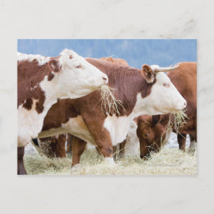 Canada, British Columbia, Pemberton Briefkaart