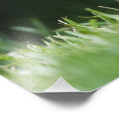 Canada, British Columbia, Red Squirrel Pine Foto Afdruk (Hoek)