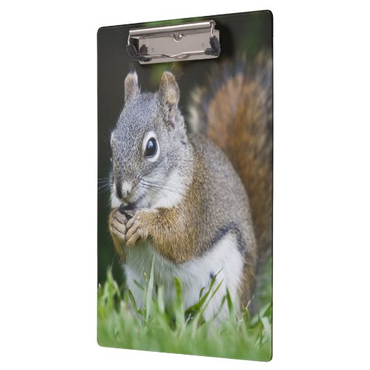 Canada, British Columbia, Red Squirrel Pine Klembord (Links)