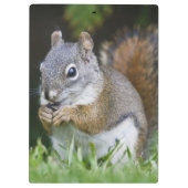 Canada, British Columbia, Red Squirrel Pine Klembord (Achterkant)