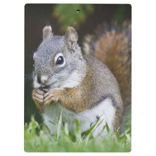 Canada, British Columbia, Red Squirrel Pine Klembord (Achterkant)