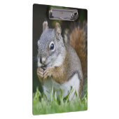 Canada, British Columbia, Red Squirrel Pine Klembord (Rechts)