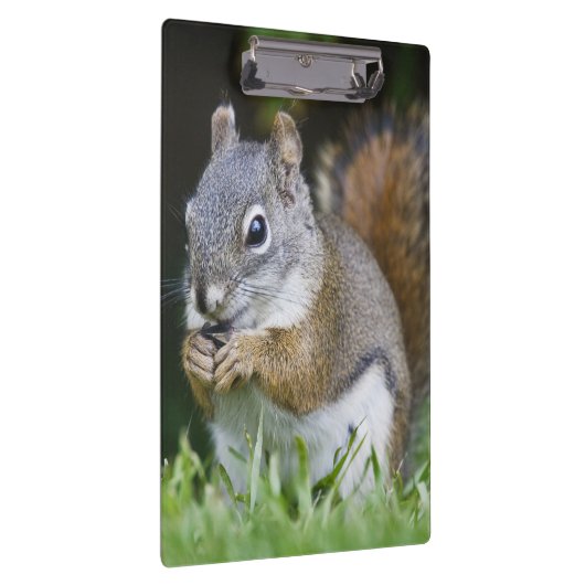 Canada, British Columbia, Red Squirrel Pine Klembord (Rechts)